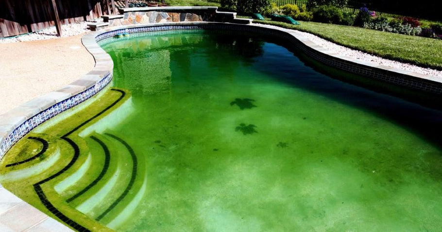 Removing Algae in Your Salt Water Pool